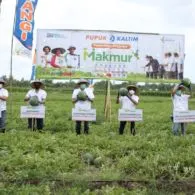 Sasar Petani Milenial, ‘Program Makmur’ Pupuk Kaltim Tingkatkan Produktivitas Semangka di Jember Hingga 117 Persen
