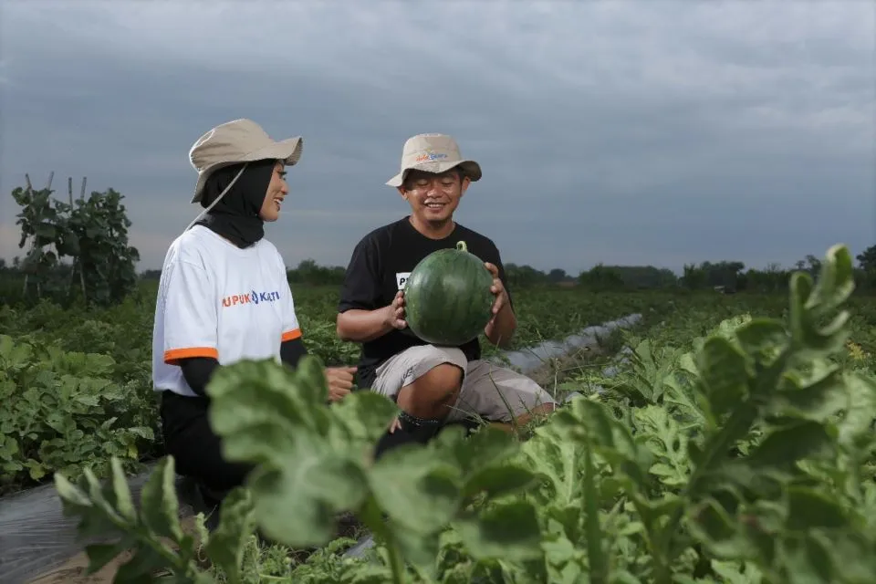 Sasar Petani Milenial, 'Program Makmur' Pupuk Kaltim Tingkatkan Produktivitas Semangka di Jember Hingga 117 Persen 3