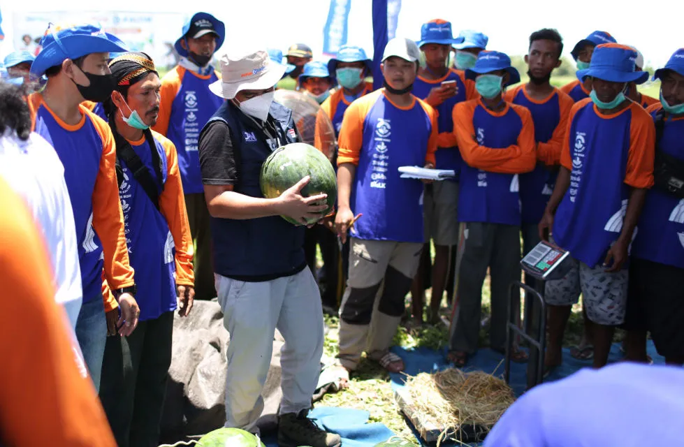 Sasar Petani Milenial, 'Program Makmur' Pupuk Kaltim Tingkatkan Produktivitas Semangka di Jember Hingga 117 Persen 4
