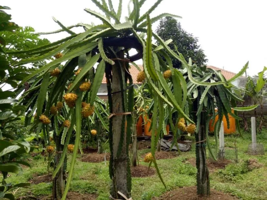 6 Cara Menanam Buah Naga dengan Beragam Media, Termasuk Pot dan Penyangga 12