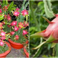 6 Cara Menanam Buah Naga dengan Beragam Media, Termasuk Pot dan Penyangga