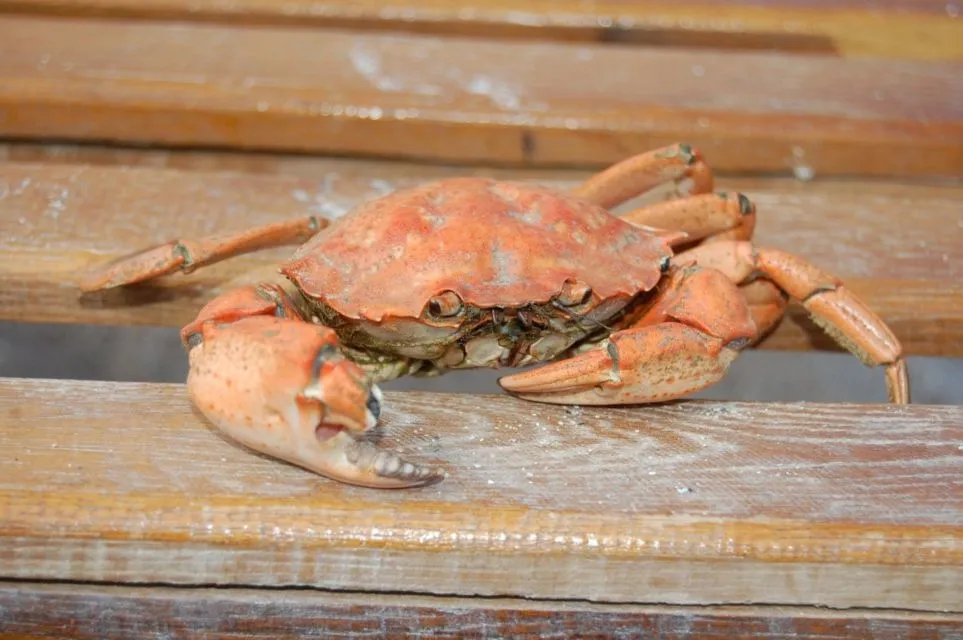 6 Resep dan Cara Memasak Kepiting Sederhana Berbagai Olahan Rasa, Bikin Nagih! 7 Kepiting rebus, olahan cara memasak paling sederhana