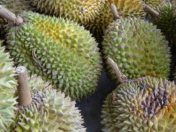 Daftar Jenis Durian Unggul yang Enak & Paling Favorit 12