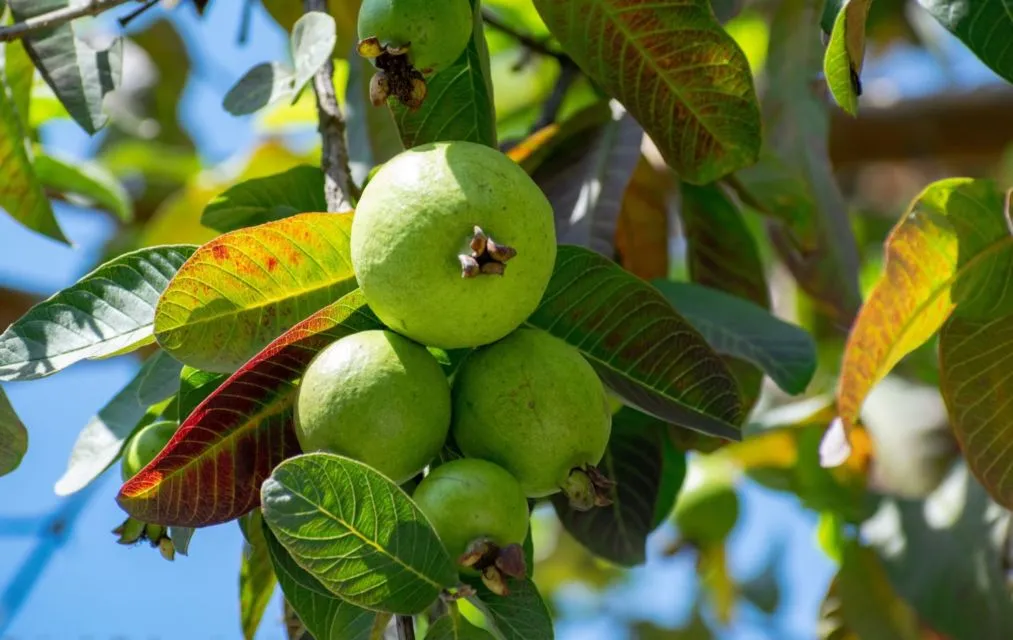 7 Makanan yang Mengandung Vitamin C sebagai Pengganti Suplemen Harian 8