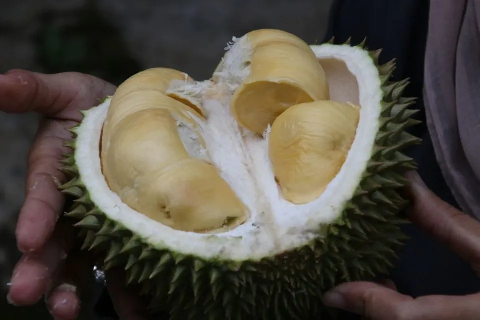 Daftar Jenis Durian Unggul yang Enak & Paling Favorit 15