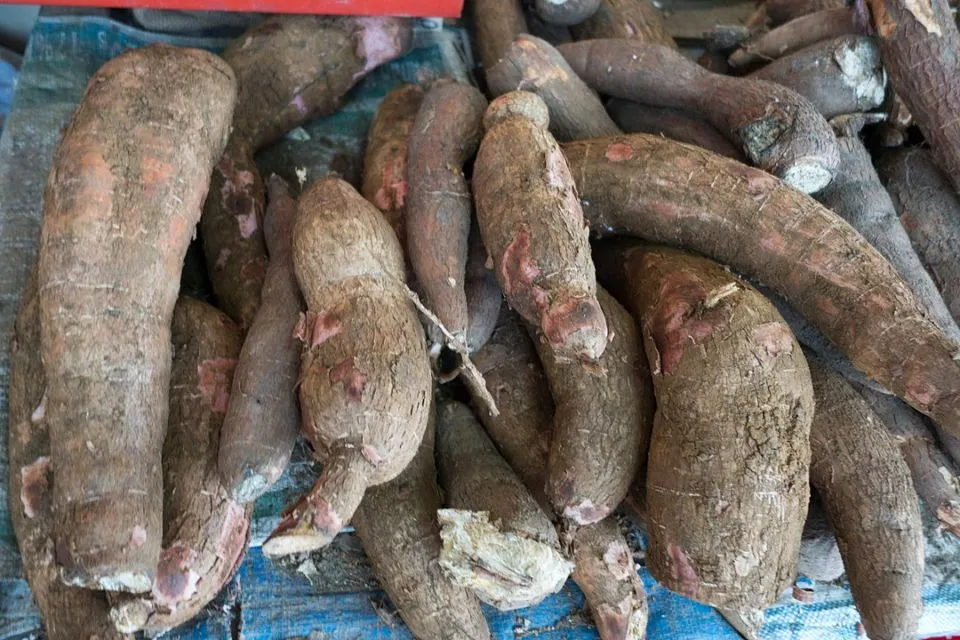 5 Cara Merebus Singkong Agar Empuk dan Merekah 6