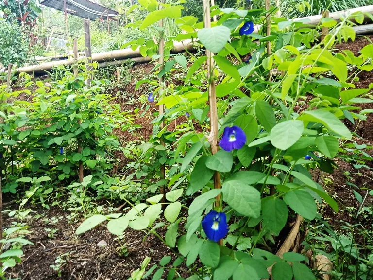 Cara Menanam Bunga Telang di Halaman Rumah. Bisa Merambat dengan Indah 7