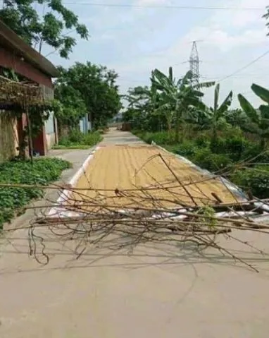 Menilik Kebiasaan Unik Menjemur Gabah di Jalan Umum, Bikin Serba Salah Kalau Mau Lewat 9
