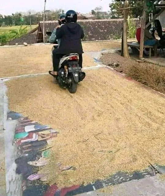 Menilik Kebiasaan Unik Menjemur Gabah di Jalan Umum, Bikin Serba Salah Kalau Mau Lewat 11