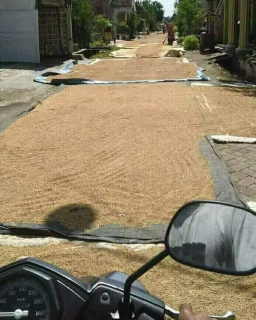 Menilik Kebiasaan Unik Menjemur Gabah di Jalan Umum, Bikin Serba Salah Kalau Mau Lewat 7