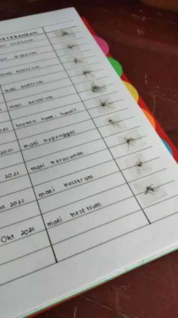 Potret Nyeleneh Warganet Jadi Kolektor Nyamuk Mati. Ini Mau Bikin Museum Nyamuk Apa Gimana? 10