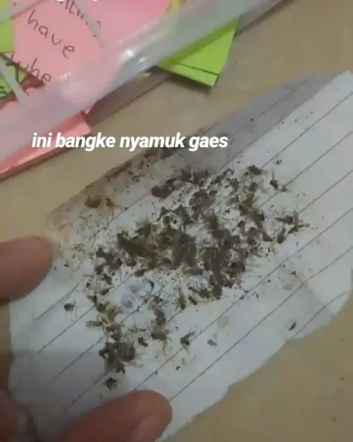 Potret Nyeleneh Warganet Jadi Kolektor Nyamuk Mati. Ini Mau Bikin Museum Nyamuk Apa Gimana? 17
