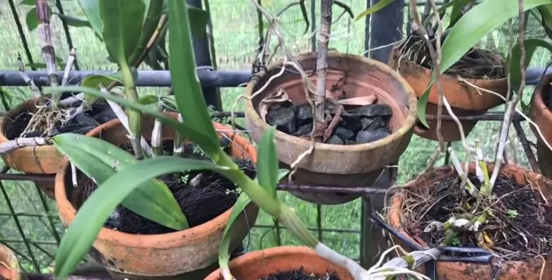 Cara Menanam Bunga Anggrek Praktis Pakai Pot atau Digantung di Pohon 5 Cara menanam bunga anggrek