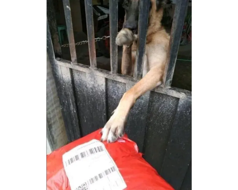 Lika-liku Perjalanan Kurir Paket Sampai ke Tujuan, Lewati Momen Kocak Hingga Menyedihkan 16