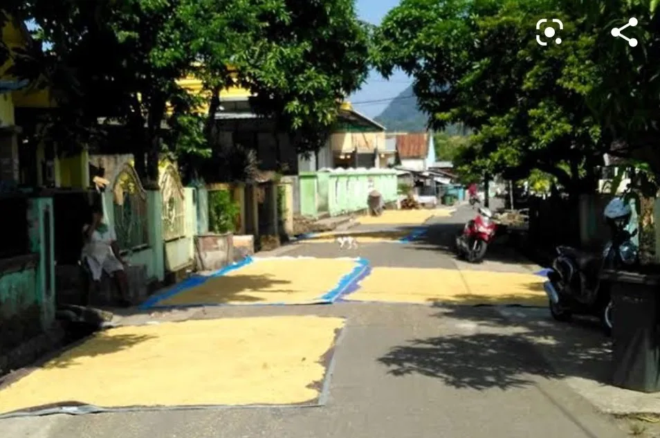 Menilik Kebiasaan Unik Menjemur Gabah di Jalan Umum, Bikin Serba Salah Kalau Mau Lewat 12