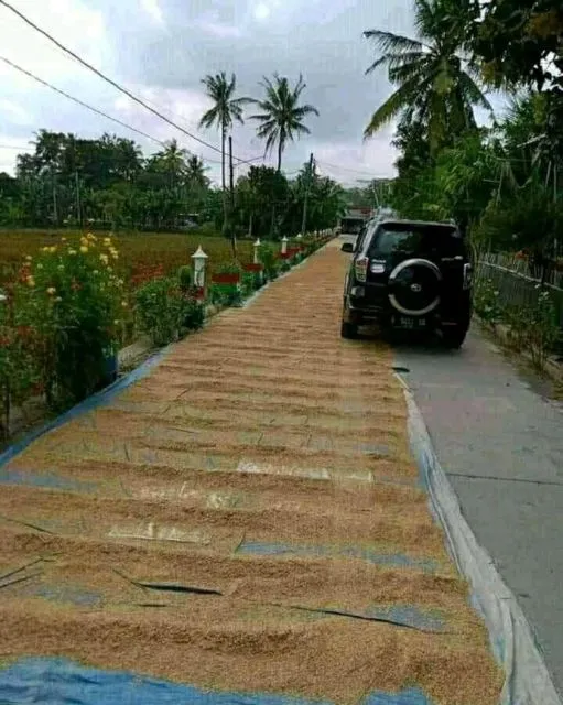 Menilik Kebiasaan Unik Menjemur Gabah di Jalan Umum, Bikin Serba Salah Kalau Mau Lewat 10