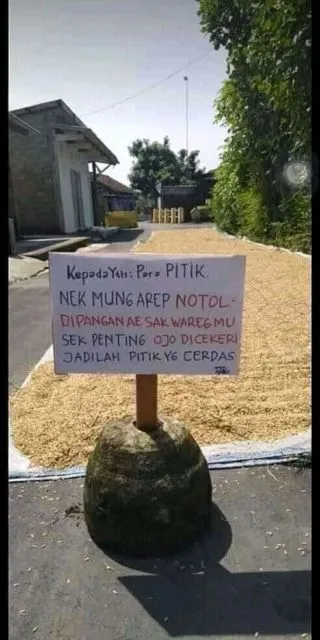 Menilik Kebiasaan Unik Menjemur Gabah di Jalan Umum, Bikin Serba Salah Kalau Mau Lewat 8