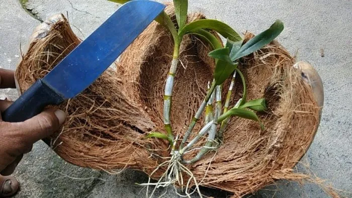 Cara Menanam Bunga Anggrek Praktis Pakai Pot atau Digantung di Pohon 6 Cara menanam bunga anggrek