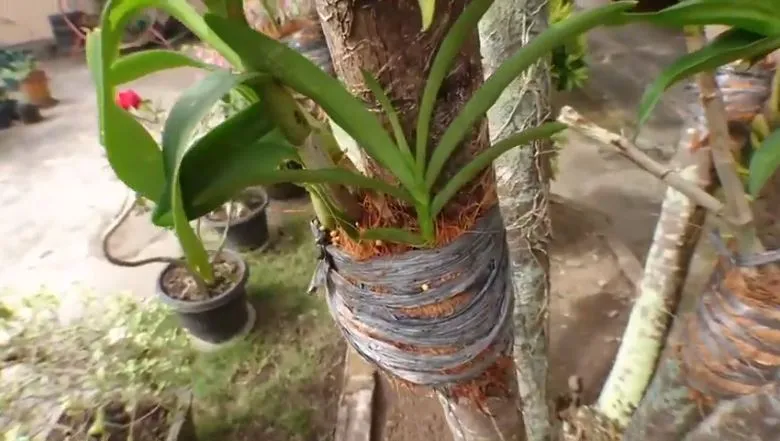 Cara Menanam Bunga Anggrek Praktis Pakai Pot atau Digantung di Pohon 8 Cara menanam bunga anggrek