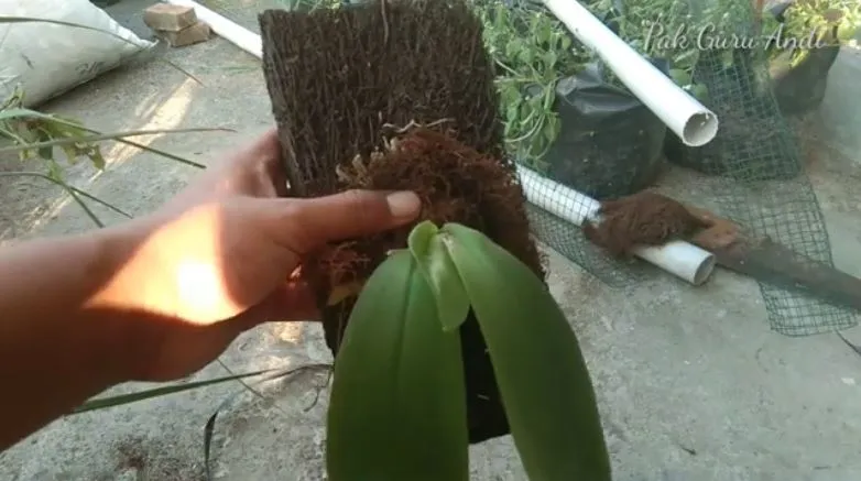Cara Menanam Bunga Anggrek Praktis Pakai Pot atau Digantung di Pohon 7 Cara menanam bunga anggrek