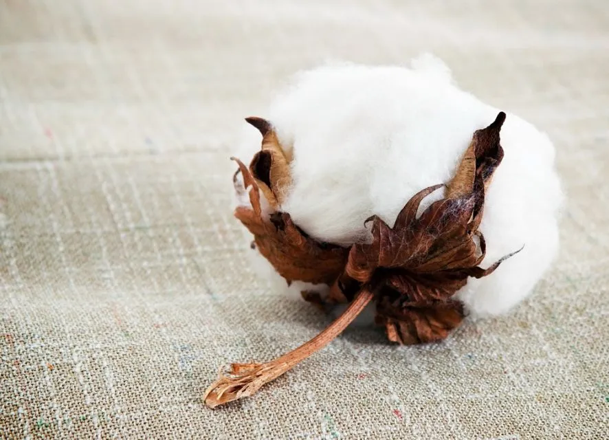 6 Jenis Bahan Baju yang Ramah Lingkungan 9 bahan baju eco friendly