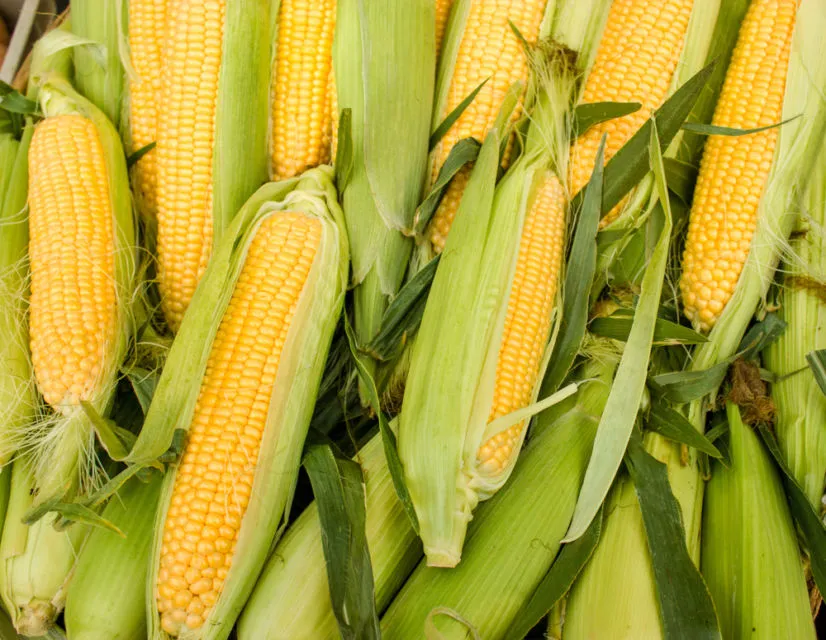 6 Cara Merebus Jagung Manis biar Empuk 7 Cara merebus jagung