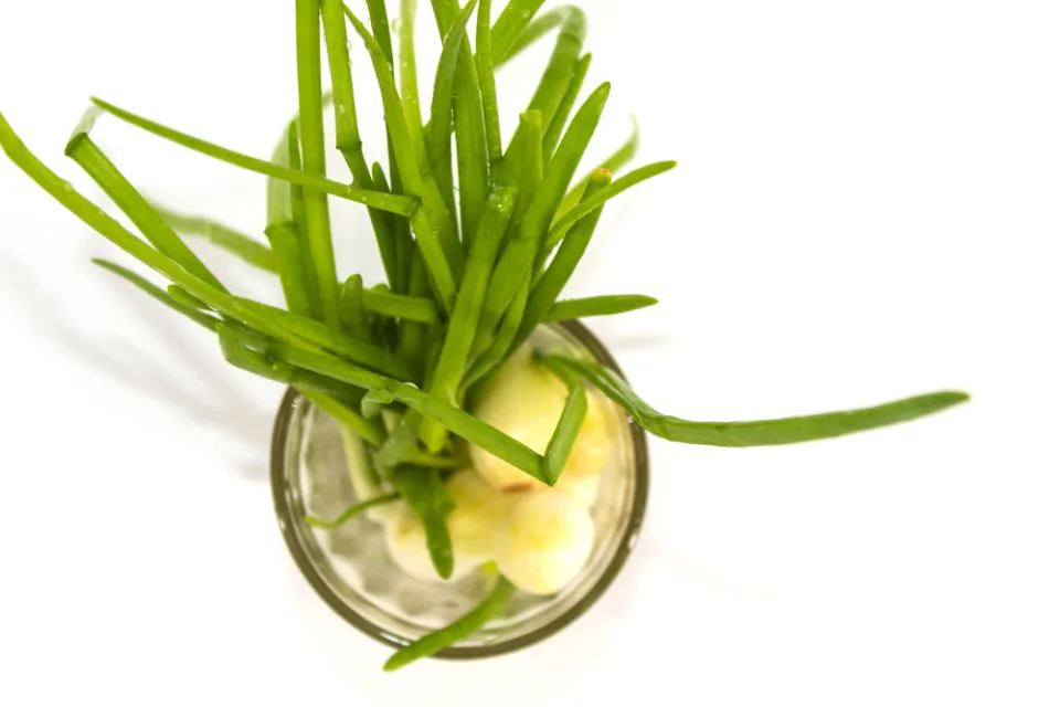 6 Cara Menyimpan Daun Bawang Agar Awet 7 Cara menyimpan daun bawang