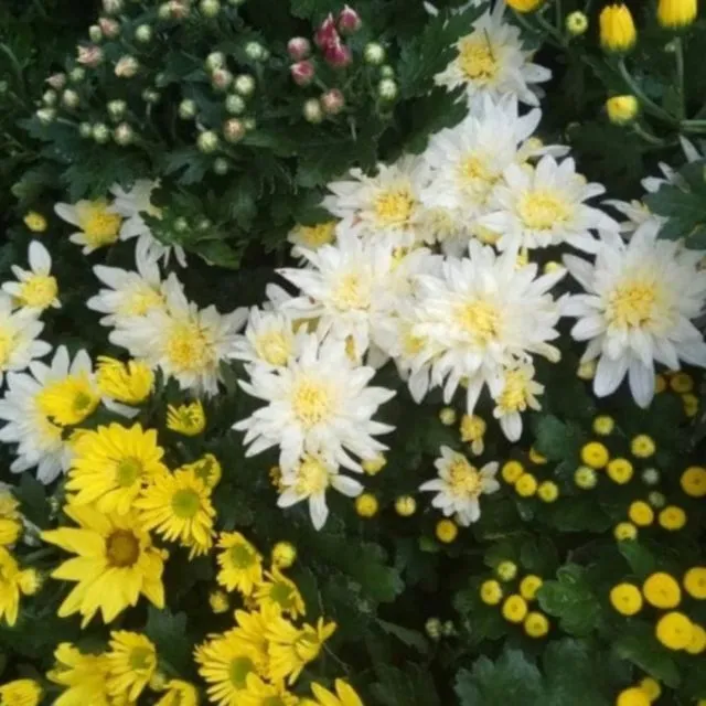 7 Ide Tanaman Hias Ruang Tamu yang Bikin Cantik Rumahmu. Intip, yuk! 11