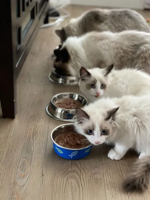 7 Cara Merawat Kucing Persia agar Sehat, Bebas Kutu, dan Lebat Bulunya 10