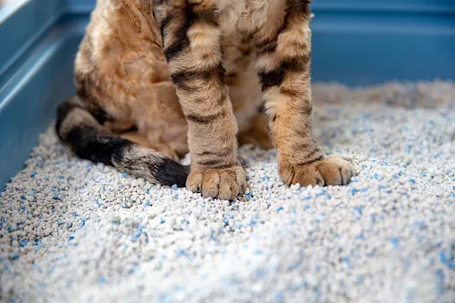 7 Cara Merawat Kucing Persia agar Sehat, Bebas Kutu, dan Lebat Bulunya 9