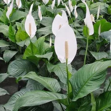 7 Ide Tanaman Hias Ruang Tamu yang Bikin Cantik Rumahmu. Intip, yuk! 10