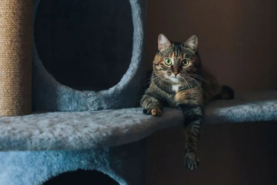 7 Cara Merawat Kucing Persia agar Sehat, Bebas Kutu, dan Lebat Bulunya 8