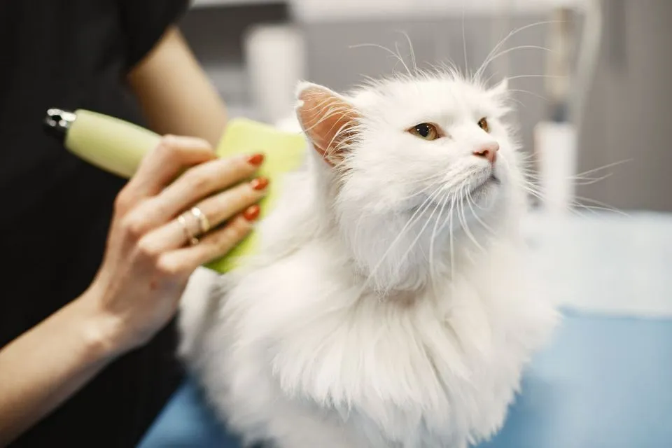 7 Cara Merawat Kucing Persia agar Sehat, Bebas Kutu, dan Lebat Bulunya 12