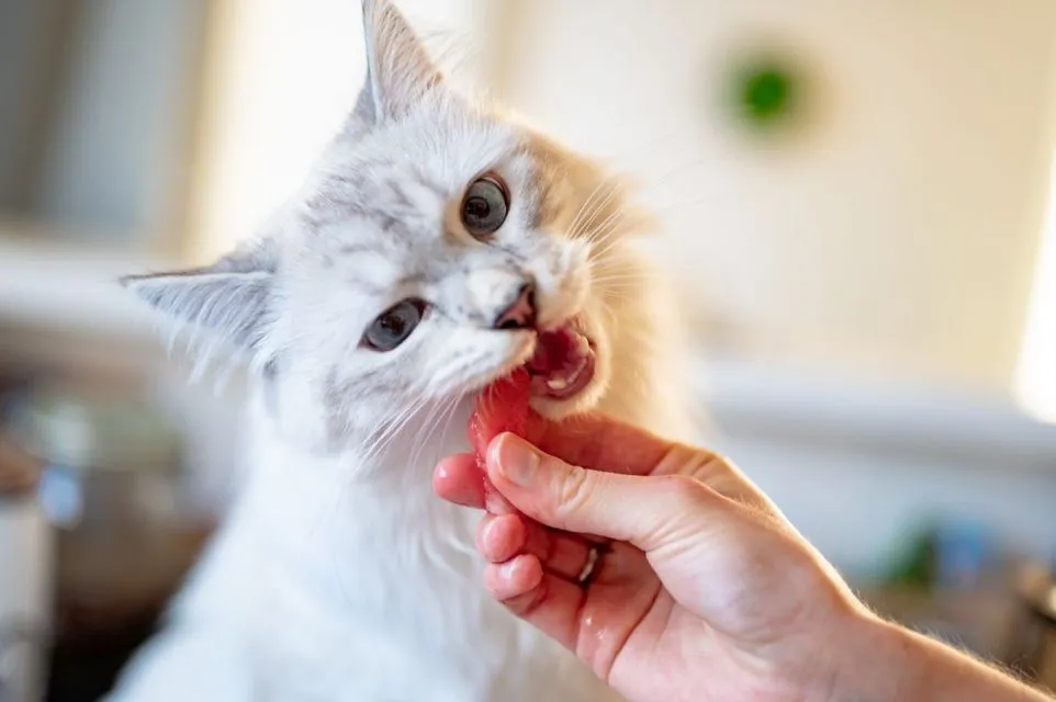 7 Cara Merawat Kucing Persia agar Sehat, Bebas Kutu, dan Lebat Bulunya 11