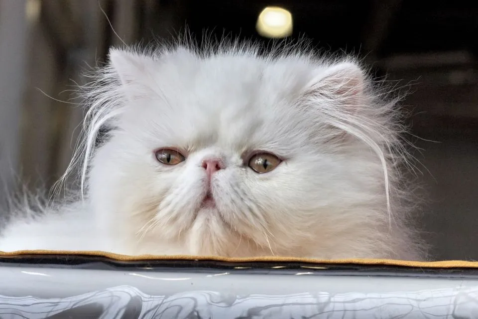 7 Cara Merawat Kucing Persia agar Sehat, Bebas Kutu, dan Lebat Bulunya 13