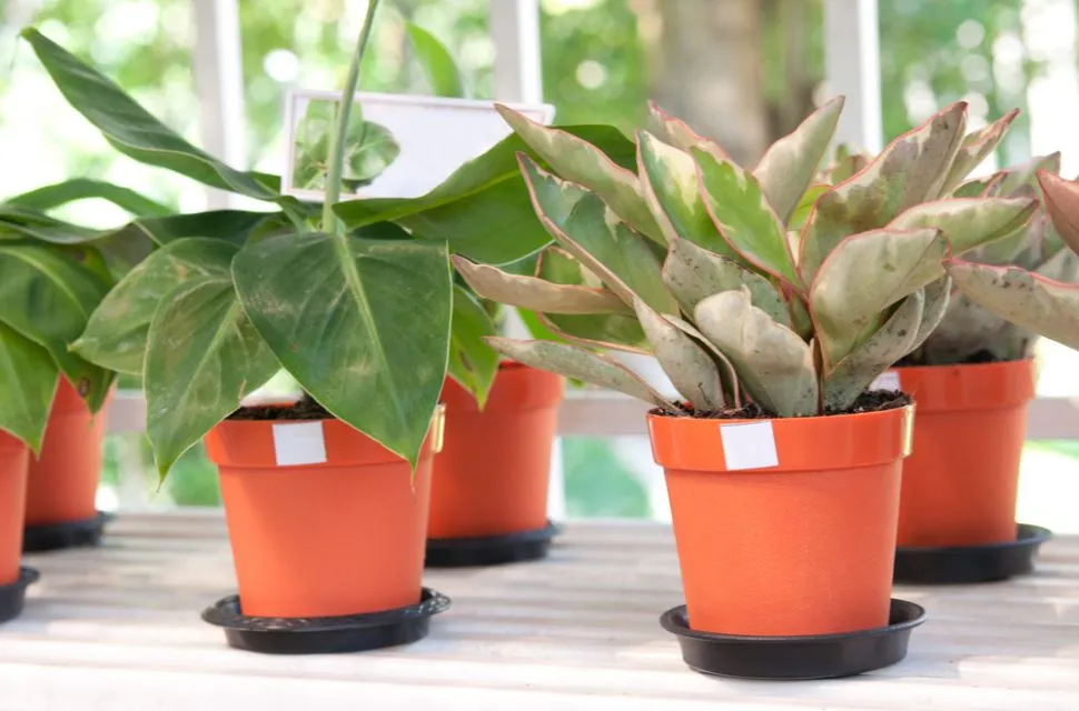 Pentingnya Piring di Bawah Pot untuk Pertumbuhan Tanaman Selain Estetika 6 Pentingnya piring di bawah pot