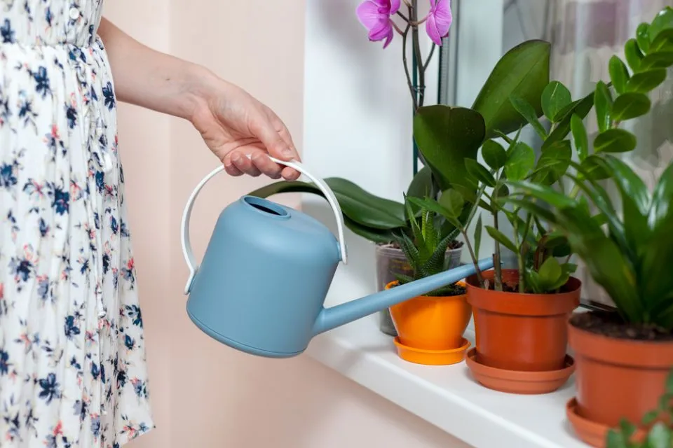 Pentingnya Piring di Bawah Pot untuk Pertumbuhan Tanaman Selain Estetika 5 Pentingnya piring di bawah pot