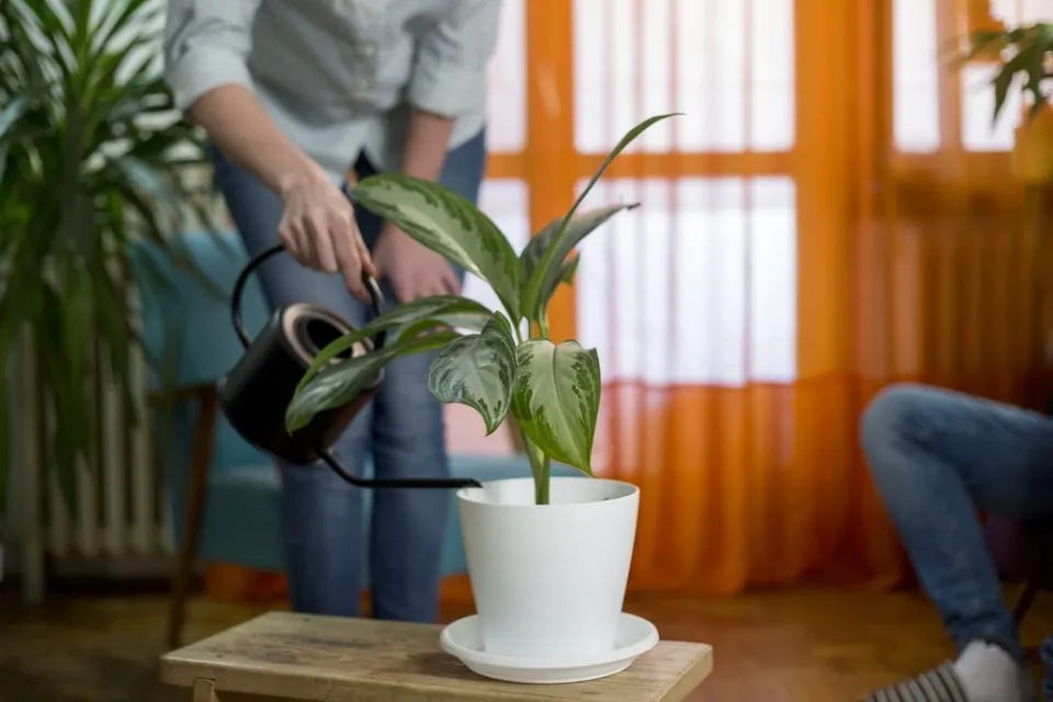 Pentingnya Piring di Bawah Pot untuk Pertumbuhan Tanaman Selain Estetika 8 Pentingnya piring di bawah pot