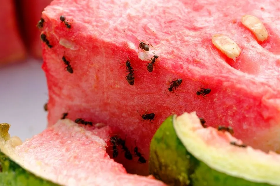 5 Besar Hewan Paling Jorok yang Hinggap di Makanan. Mana yang Masih Bisa Dikonsumsi? 7