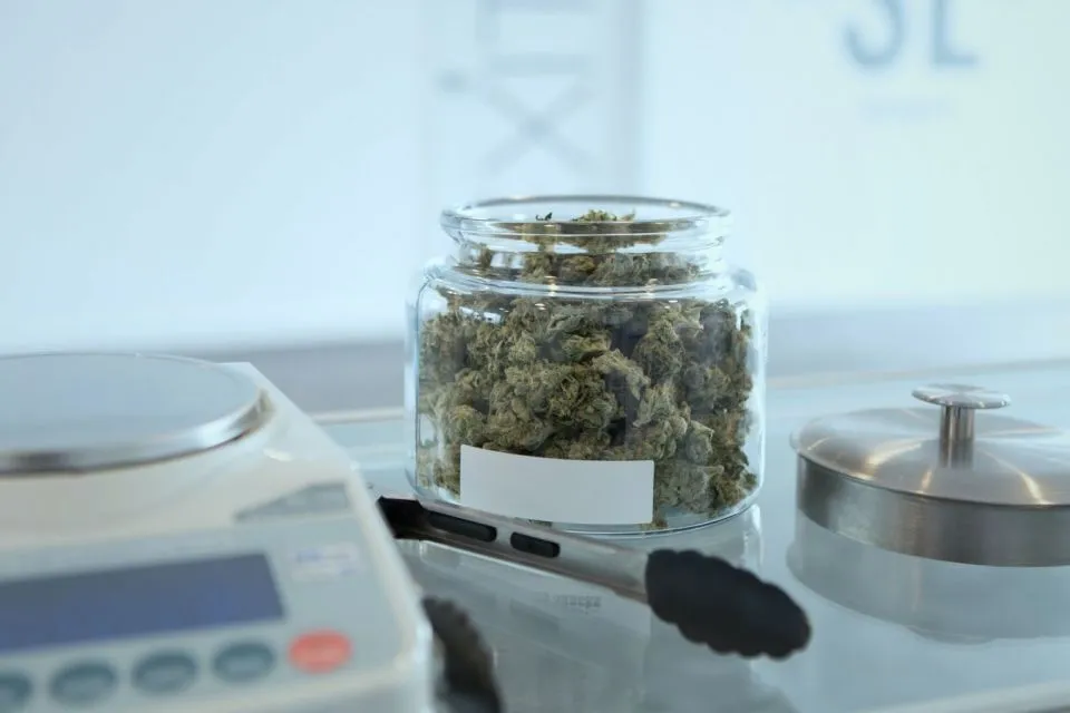 Thailand Ketok Legalisasi Ganja, Jadi yang Pertama di Asia 4