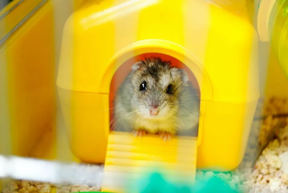 7 Cara Merawat Hamster bagi Pemula Agar Nggak Gampang Bau Apalagi Mati 10