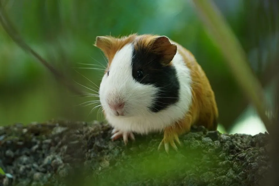 7 Cara Merawat Hamster bagi Pemula Agar Nggak Gampang Bau Apalagi Mati 11
