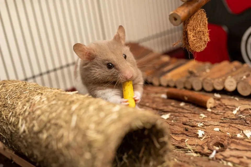 7 Cara Merawat Hamster bagi Pemula Agar Nggak Gampang Bau Apalagi Mati 9