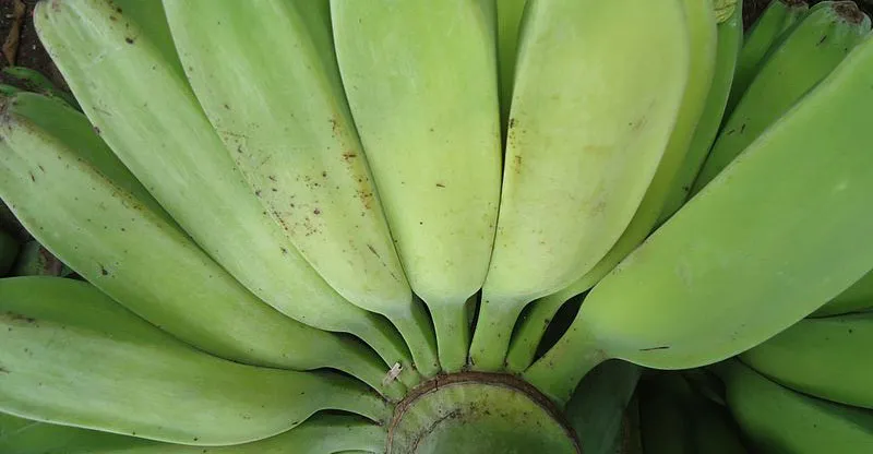 Cara Membuat Keripik Pisang yang Garing Aneka Rasa. Praktis dan Hemat! 8 cara membuat keripik pisang