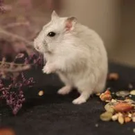 7 Cara Merawat Hamster bagi Pemula Agar Nggak Gampang Bau Apalagi Mati