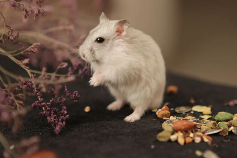 7 Cara Merawat Hamster bagi Pemula Agar Nggak Gampang Bau Apalagi Mati 9