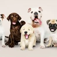 Lucu Banget! Sama Seperti Manusia, Anjing Ternyata Juga Memiliki Berbagai Tipe Kepribadian