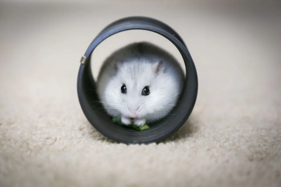 7 Cara Merawat Hamster bagi Pemula Agar Nggak Gampang Bau Apalagi Mati 8
