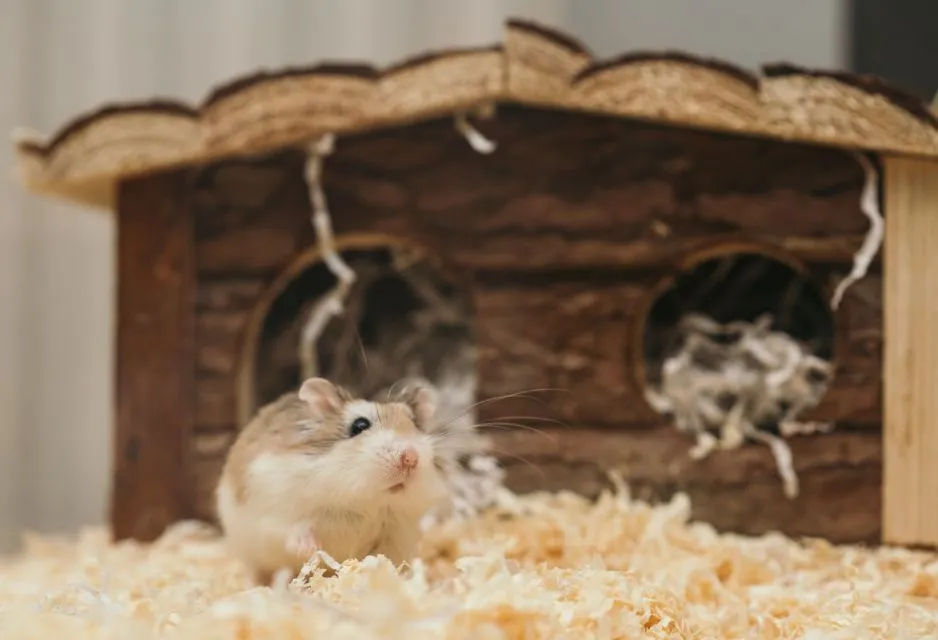 7 Cara Merawat Hamster bagi Pemula Agar Nggak Gampang Bau Apalagi Mati 8