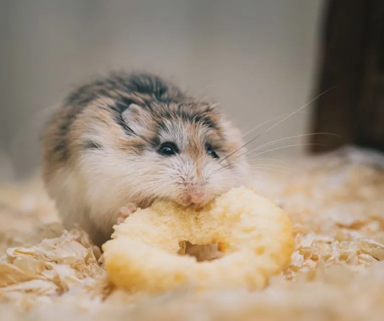7 Cara Merawat Hamster bagi Pemula Agar Nggak Gampang Bau Apalagi Mati 10